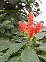 Aphelandra sinclairiana (fam. Acanthacees) (Am. centrale) (1) (Photo F. Mrugala)